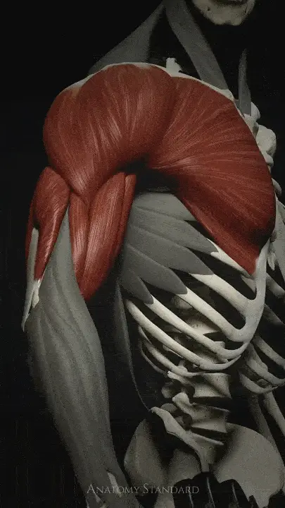 人体肌肉系统解剖图